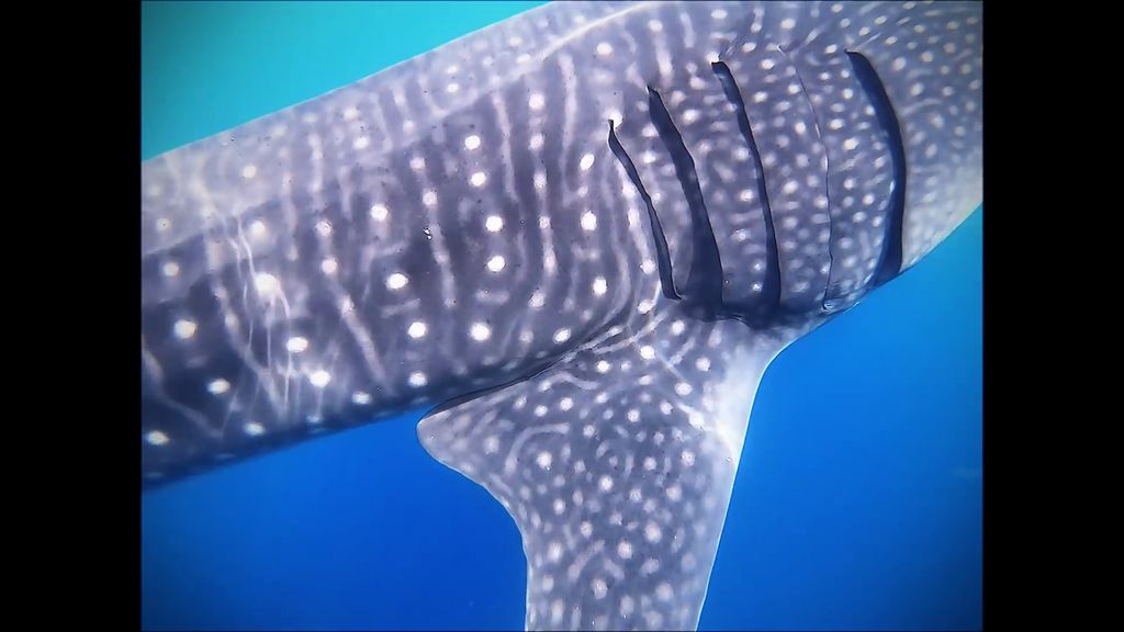 33cc8304-a118-4a88-ad02-12d97ad38433