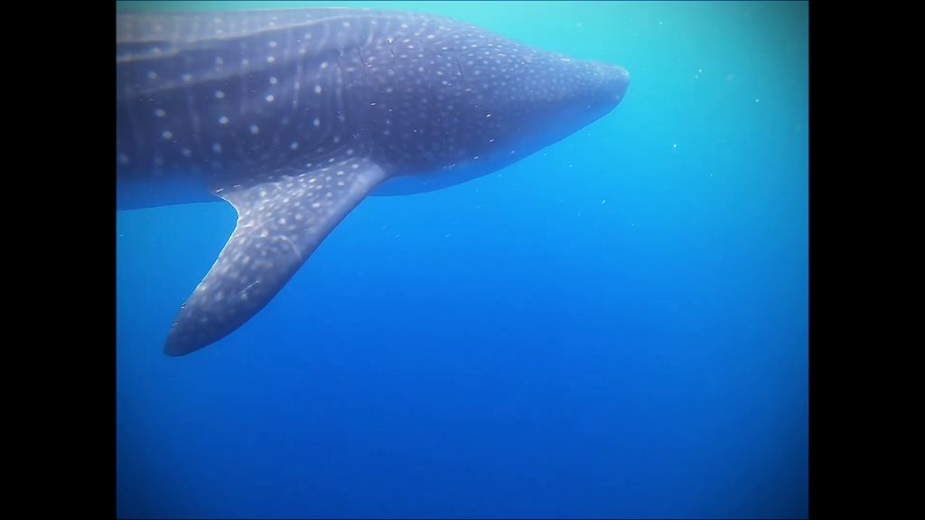 33cc8304-a118-4a88-ad02-12d97ad38433