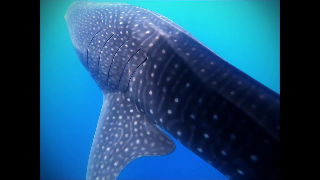 33cc8304-a118-4a88-ad02-12d97ad38433