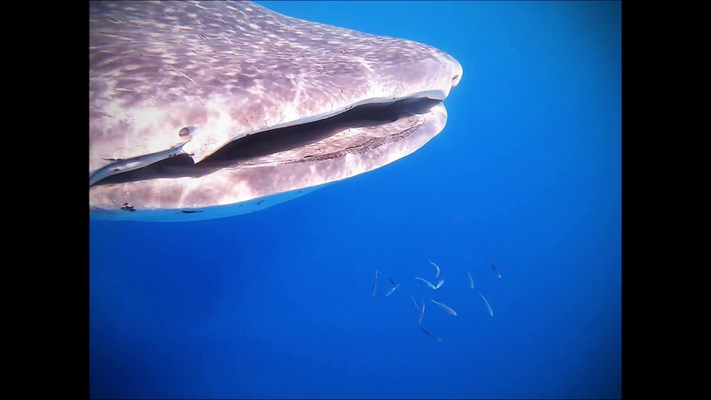 33cc8304-a118-4a88-ad02-12d97ad38433