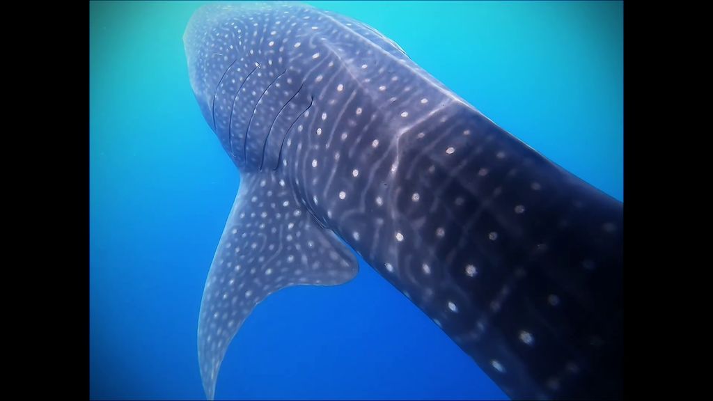 33cc8304-a118-4a88-ad02-12d97ad38433