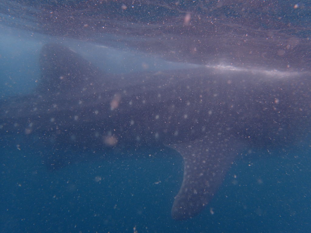 5dc1fc55-0bb7-434b-b9ca-0f1db11785ac