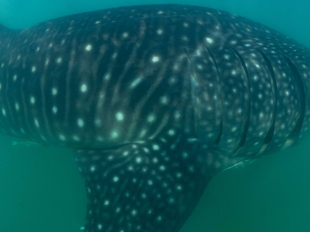 2d76ea4a-7931-418a-afcc-dbd03f8cc1e8