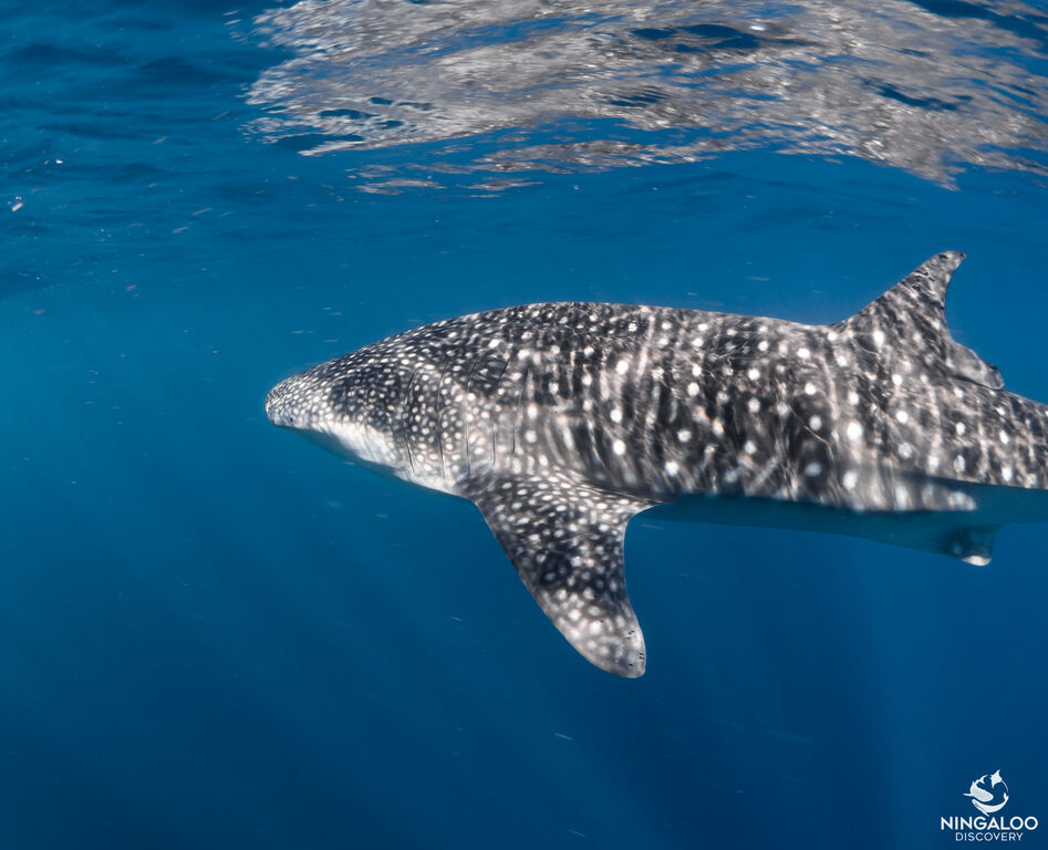 4454e2ec-2eed-4c1d-8b09-fa6cf51a7bd8