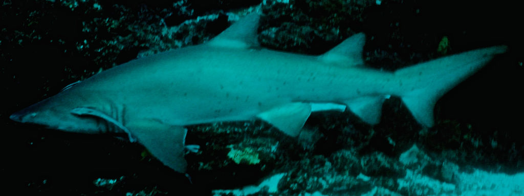 7d11e095-bf06-4973-839a-7a3681f05a0e