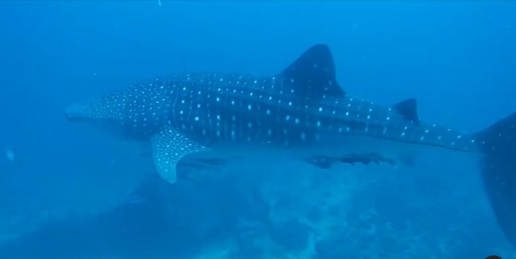 d0aeab39-dadc-4f7c-95ef-7a623651bdfe