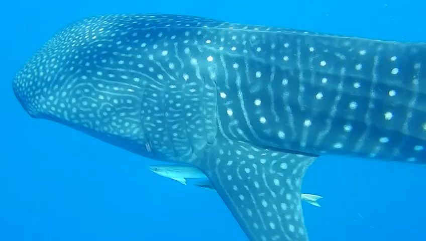 17cf4cda-3c6a-418e-96bc-5d67d3f3bcd2