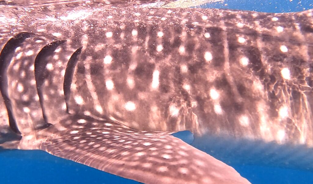 ac3221b1-5a70-41bd-912a-b0ac1846f522