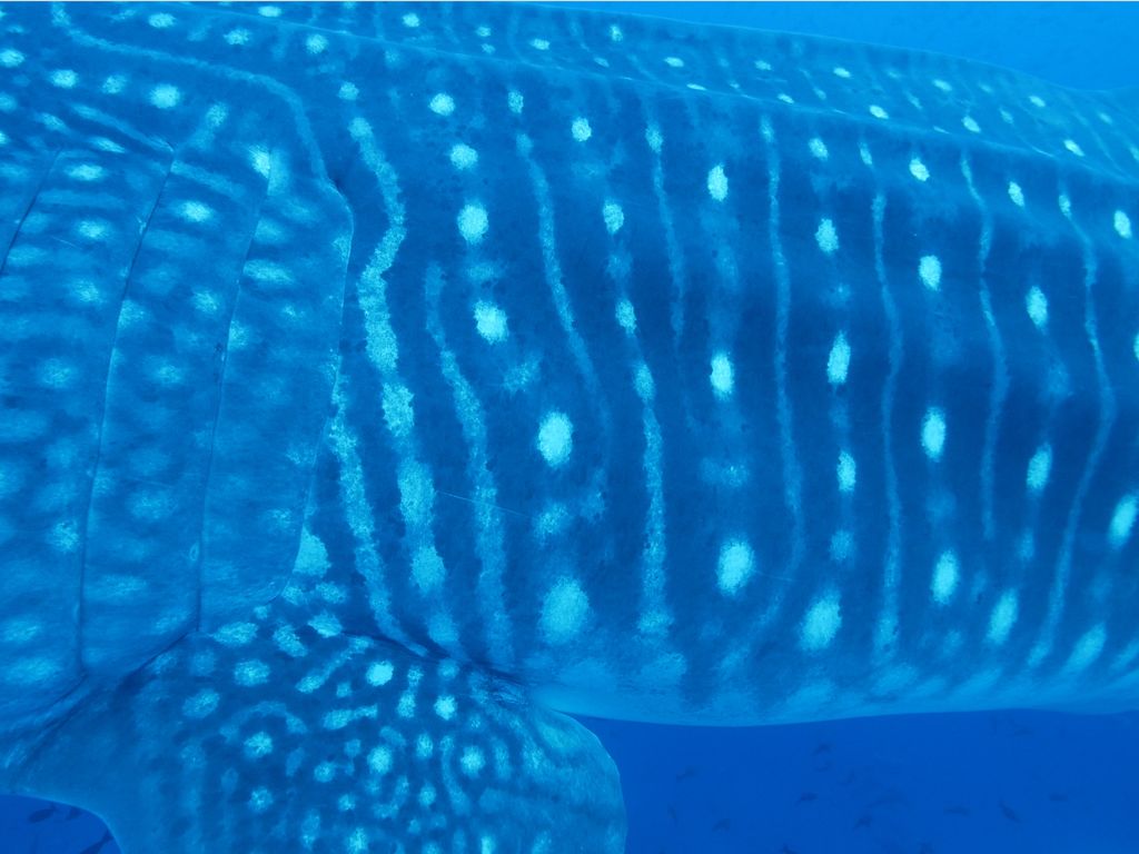 213f6953-a626-4557-85f2-21069c814e03