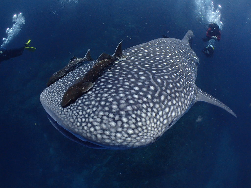 88bd96c0-b56b-41df-801c-dd872e1a447b