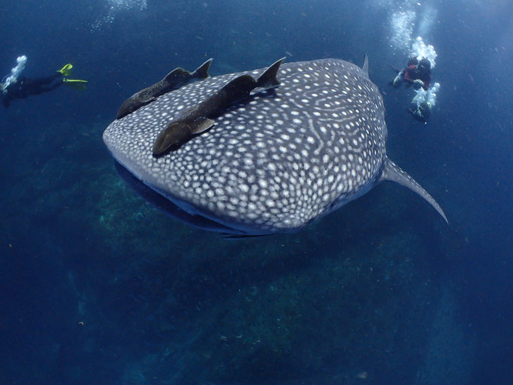 88bd96c0-b56b-41df-801c-dd872e1a447b