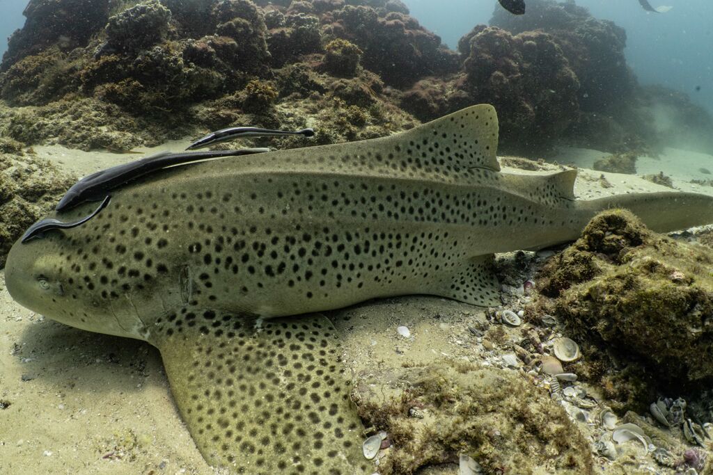 d879d71f-56ad-46de-bf70-90a1ae178ab5