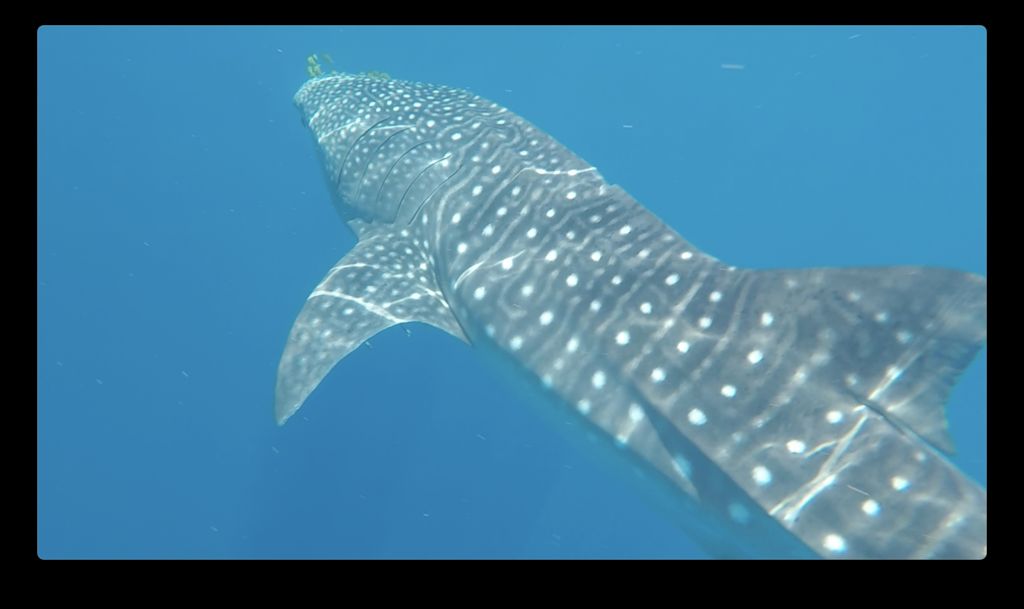 56038a9b-33dd-45fb-9697-59feaab8ccbf