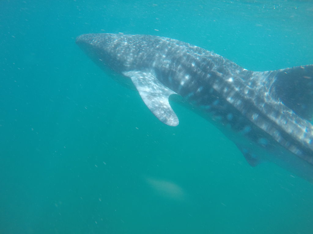 a8018fcd-4fc1-4530-b783-5028e0c65613