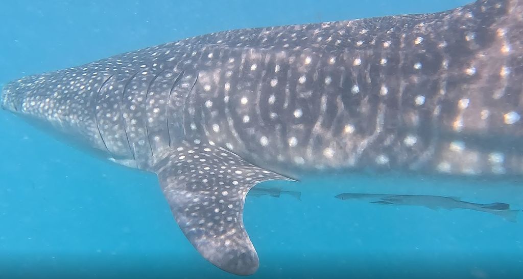 b0194162-9f8b-4951-8e26-00e7b695aee6