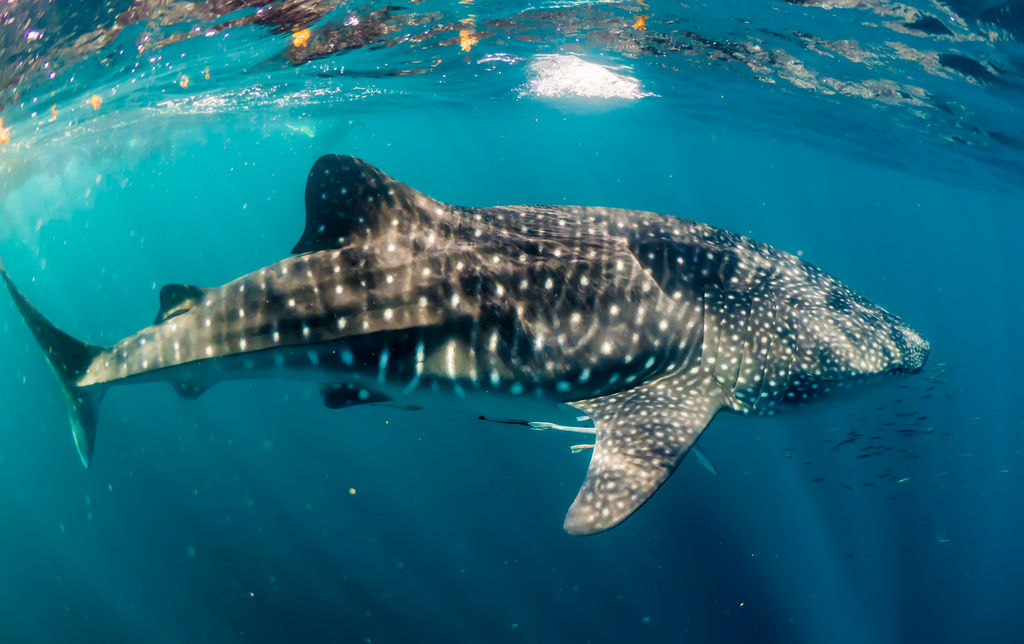 70561331-367b-4416-b67f-3684baf0b667