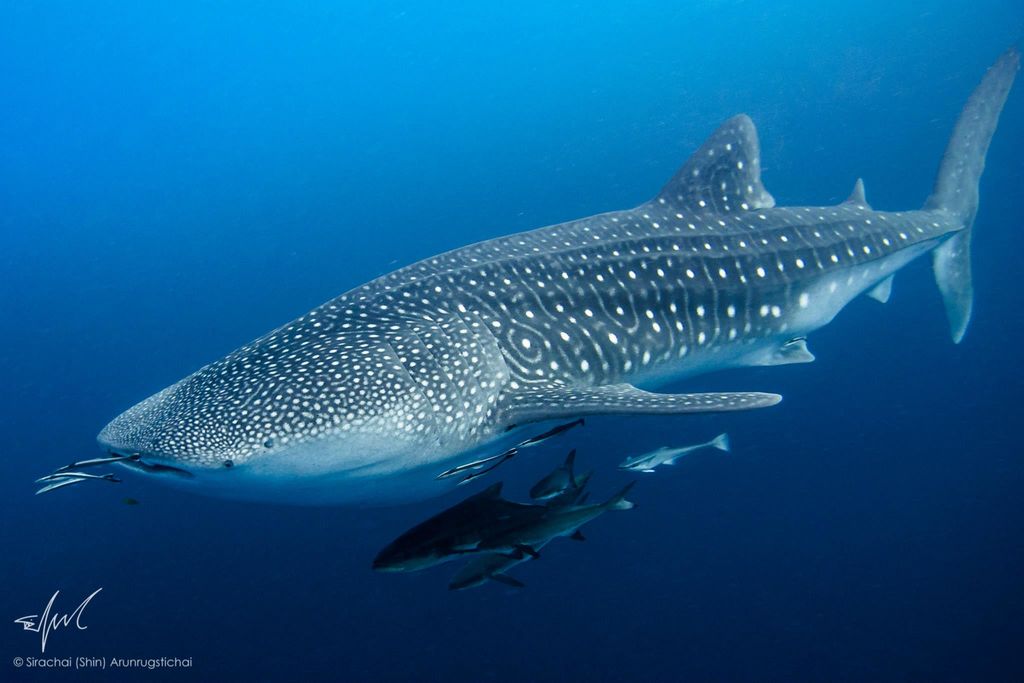 0a4bd245-3838-4fd9-8918-7135f70be28d