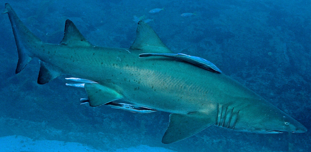 eb7bbe58-b68f-45c1-996e-035e82d4da9e