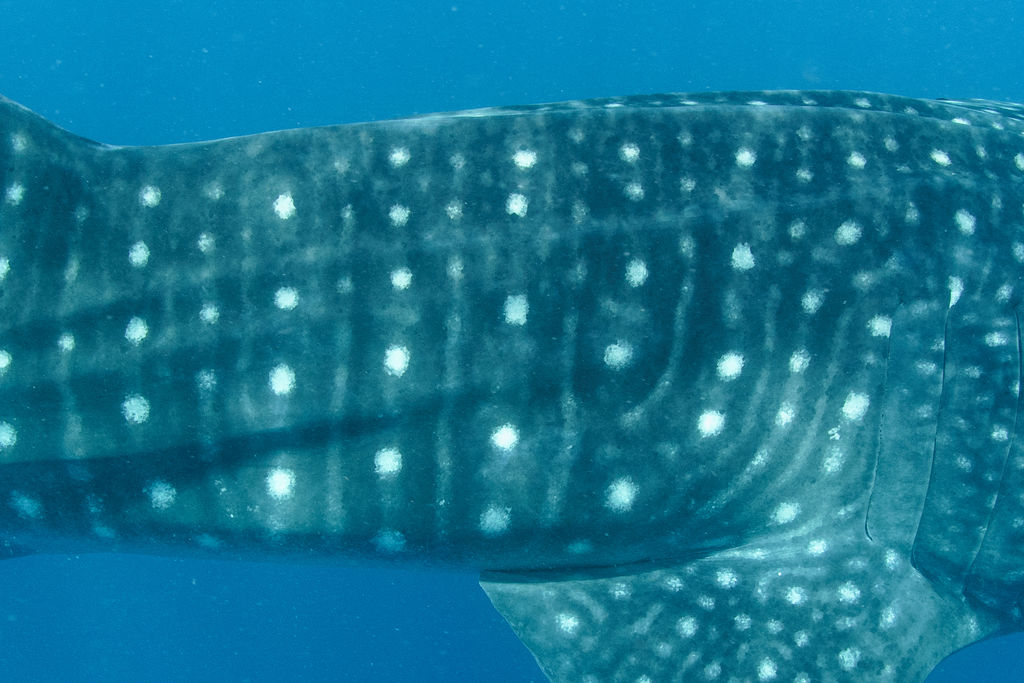 c8407b31-7a1f-4876-876c-88d11a1e82c9