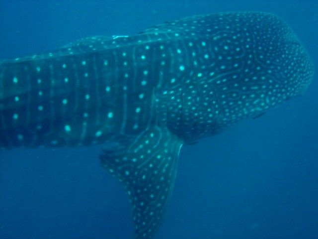 f54a94f0-a84e-4dfc-af32-ea450a83810b