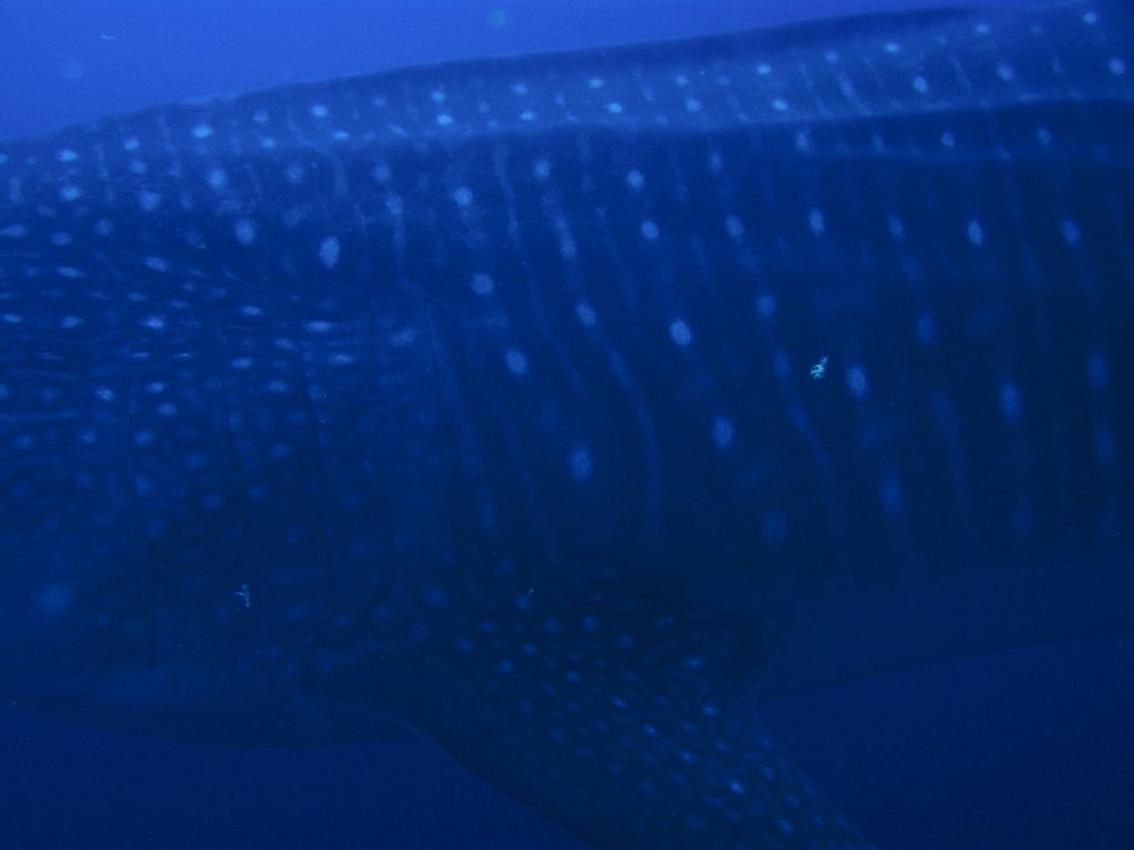 be9c4675-572c-4871-a496-1af7f426fe00