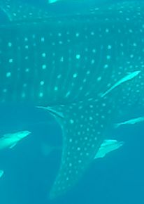 fc39dddb-a12c-4257-8b2e-c7b0f2230281