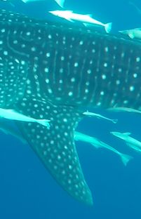 fc39dddb-a12c-4257-8b2e-c7b0f2230281