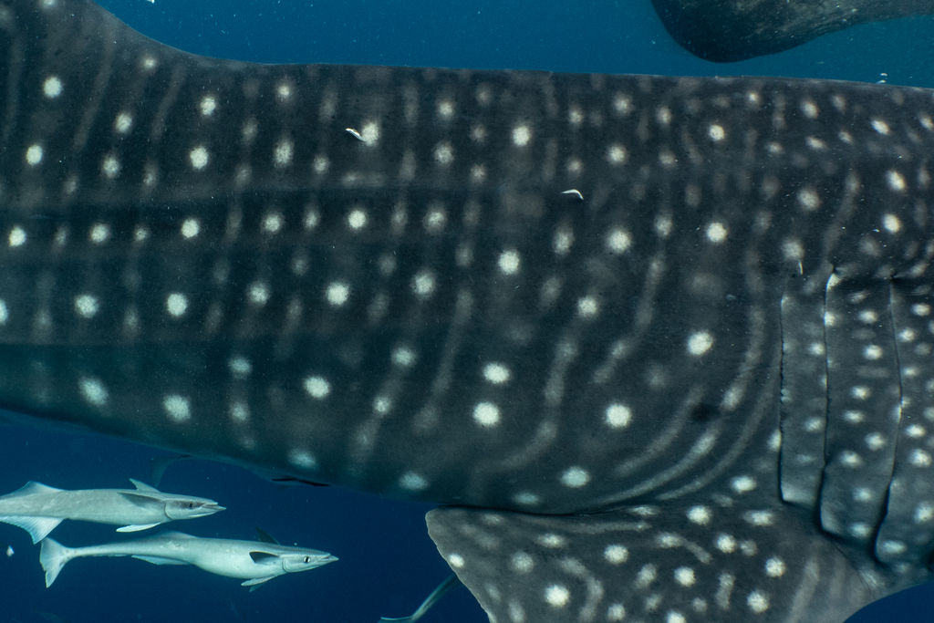 8485e999-7eb0-4e20-a3db-f38e09a8a534