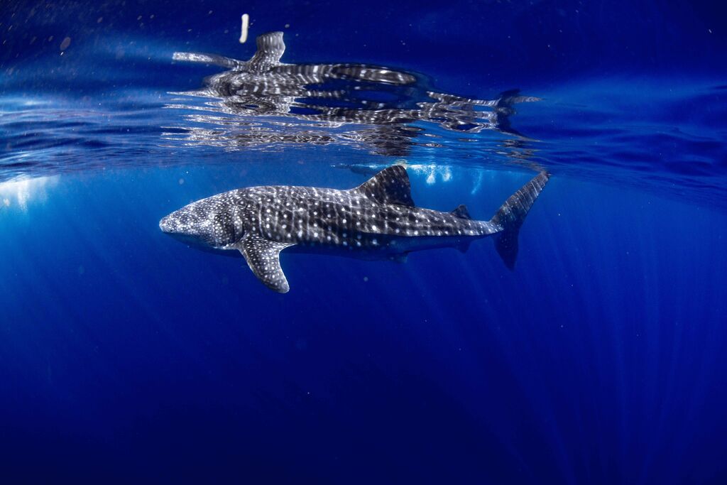 d07068ae-9aa0-4a08-a8fa-0504ba166774