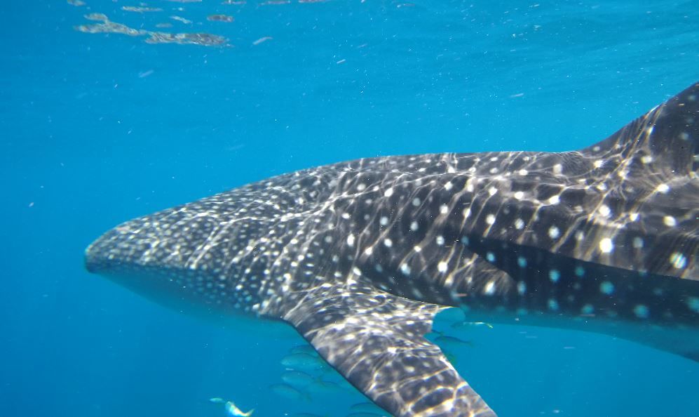 1c835d32-91a9-4af3-adc4-8ad890c2712f