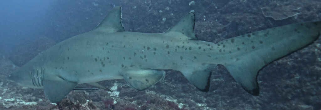 e01fc33c-c7b6-4f95-b517-ee496d1c6522