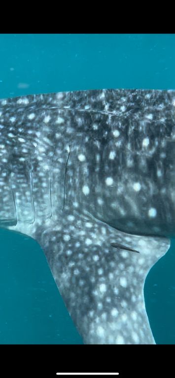 375df44f-ade4-4e47-a0f5-595f9dd72983