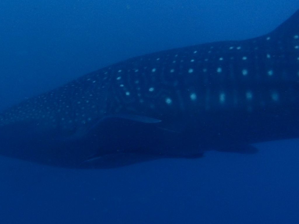 c7c6a141-9991-492e-88a5-b1ab74d6b058