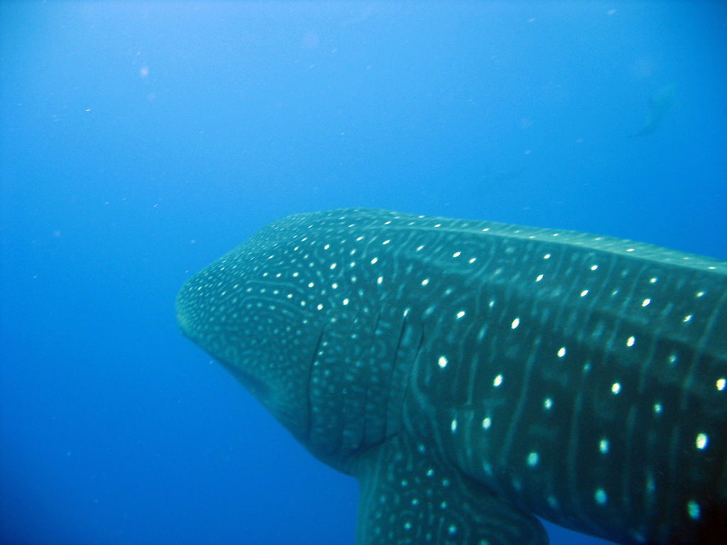 56ba3b9c-2cdc-42fa-a118-72a0334993ea