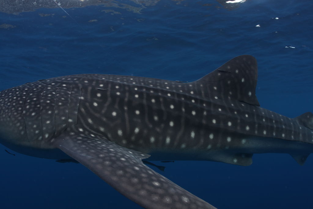 d6d4c1bd-56e5-40a8-a8b5-ca976eae7554