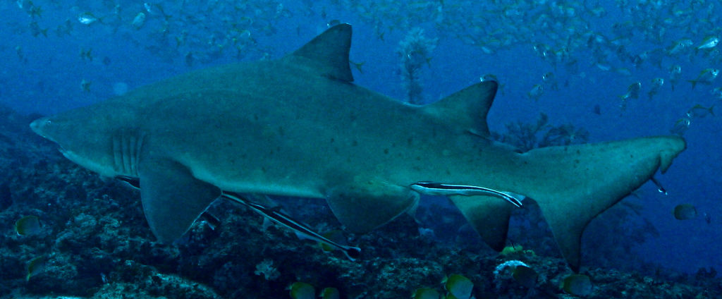 4410d683-f7f0-40f8-8cb9-d02c0918c9d9