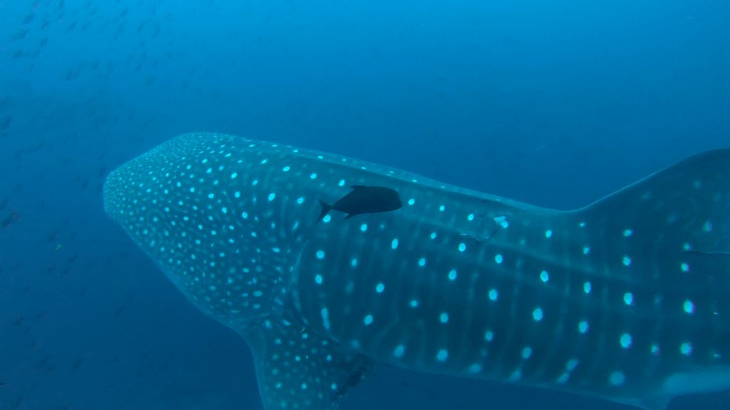 7c6cdbb1-9520-4c12-9cc5-8b7435a25721