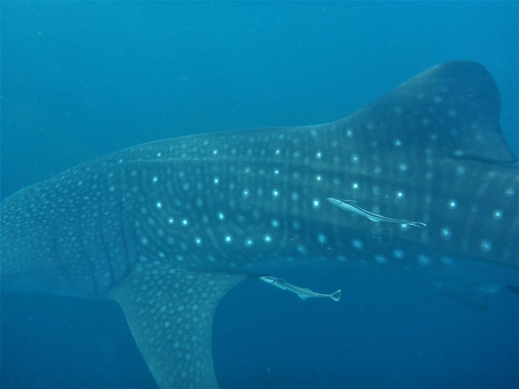 c9263105-70fe-41da-b439-9be9d06d22c5