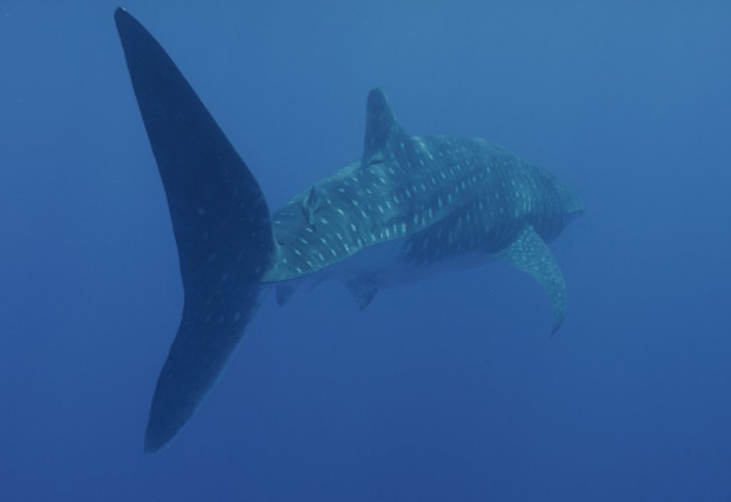 926a7bd9-9dd8-494a-b4be-0882a2377085