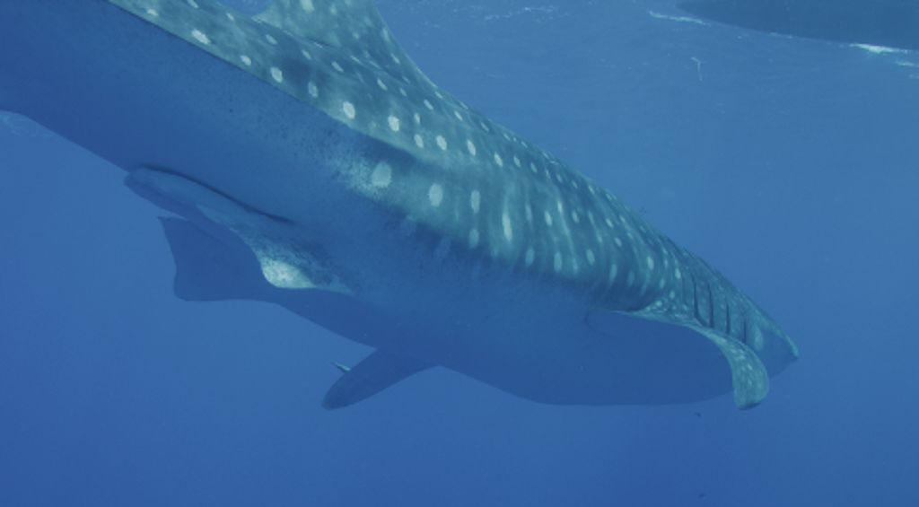 926a7bd9-9dd8-494a-b4be-0882a2377085