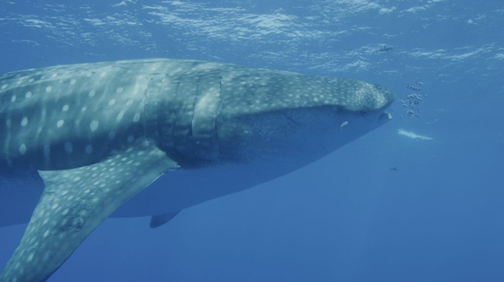 926a7bd9-9dd8-494a-b4be-0882a2377085