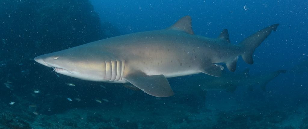 d61f44bf-3765-4891-9953-c02997e75b87