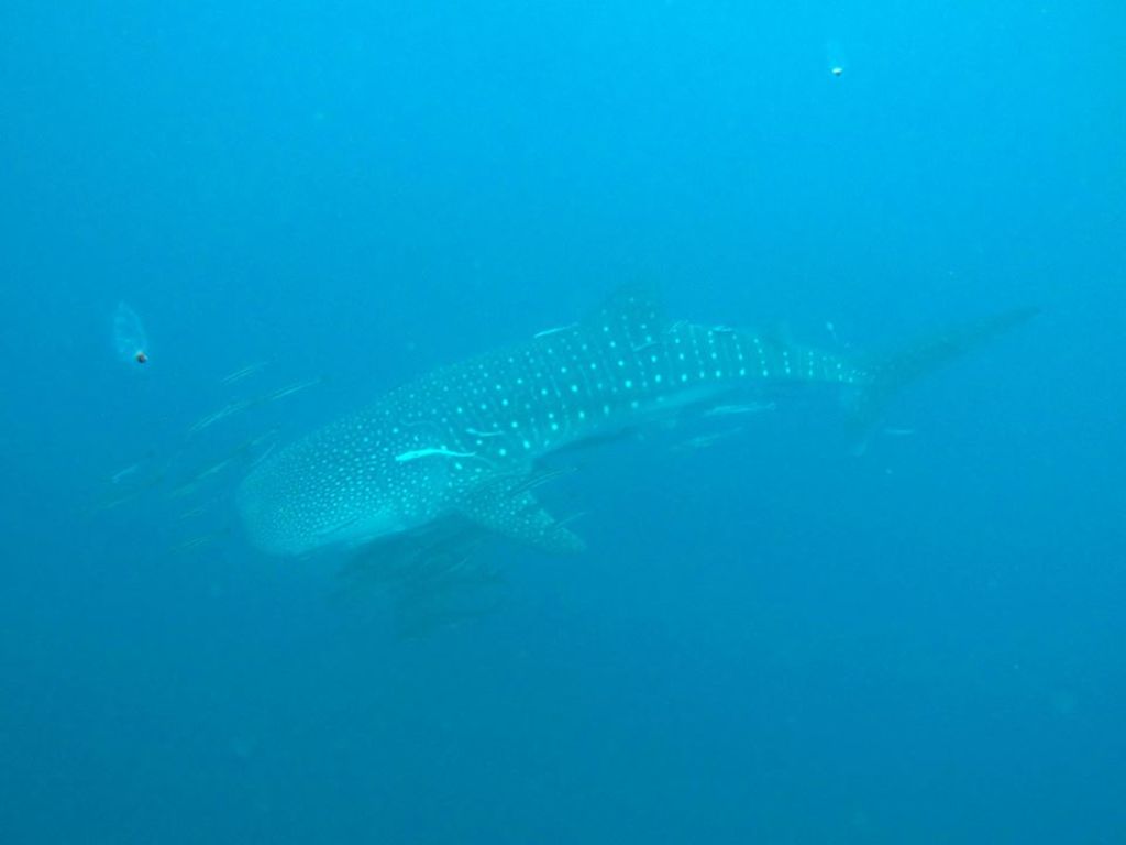 4c066ea5-b963-49b8-81ab-d4126e4f27a3