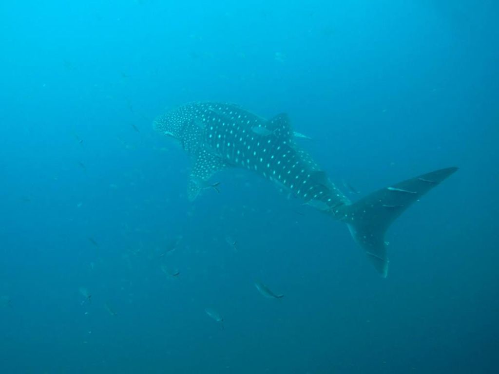 4c066ea5-b963-49b8-81ab-d4126e4f27a3