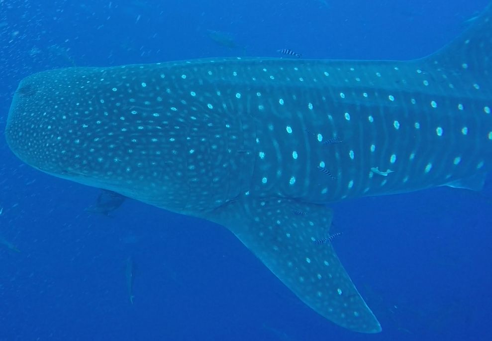 da888d1a-4893-4c3e-a772-9f00f2a83a72