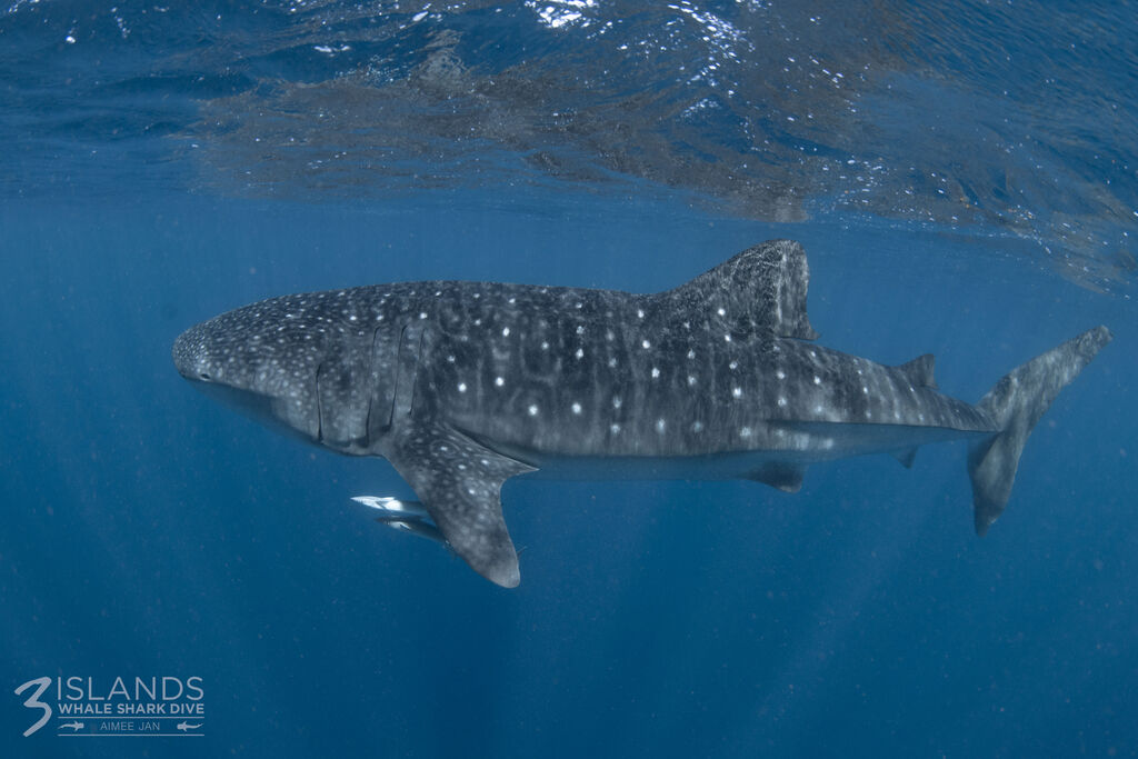 5949dd43-5c10-45c9-8df6-d81d4685759f