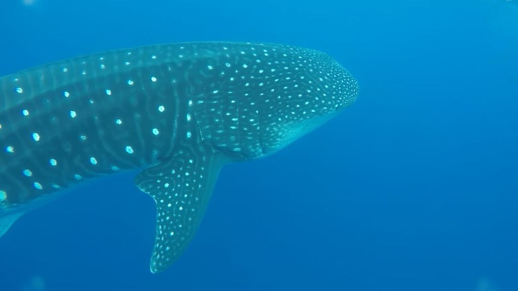 4718a602-2188-4d77-a1c7-cef243f04089