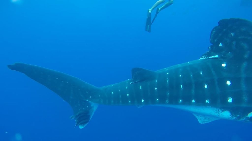 4718a602-2188-4d77-a1c7-cef243f04089