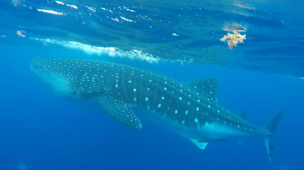 4718a602-2188-4d77-a1c7-cef243f04089