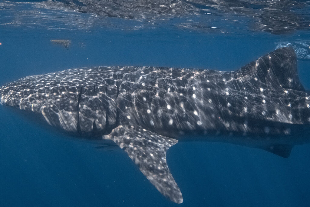 33fd04ea-5af1-4635-8c12-7e6a7dce79fc